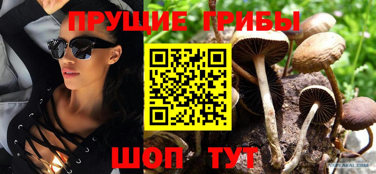 Ейск  Галлюциногенные грибы Psilocybine cubensis  Вход с VPN 